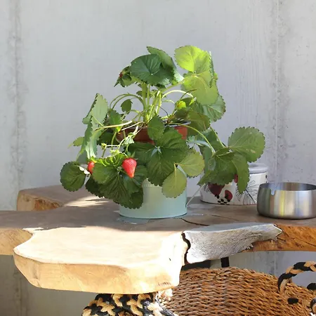 Bed & Breakfast Roby's Boutique - Luxury Katánie